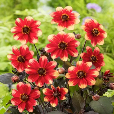 Obrázok produktu pre Dahlia Top Mix Dahlegria Tricolore 1 kus Sadenice dahlia veľké hľuzy