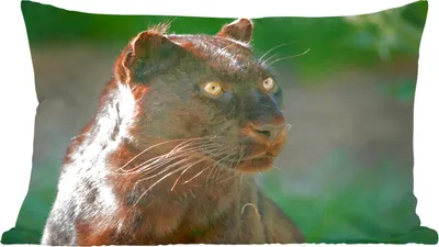 Produktbild von MuchoWow® Zierkissen Sofakissen Wohnzimmer Dekokissen 50x30 cm Panther - Nahaufnahme - Schwarz - Wohnzimmerdekoration - Polster mit Photo