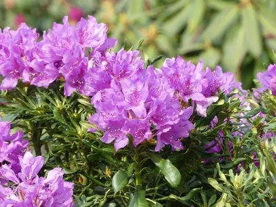 Produktbild von Rhododendron / Alpenrose Cheiranthifolium - Rhododendron ponticum Cheiranthifolium 30-40cm