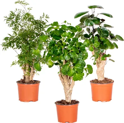 Zdjęcie produktu dla Bloomique - Mix 3 Polyscias - Aralia - Fabian, Ming, Green Lemon - Rośliny doniczkowe - Przyjazne zwierzętom - Wysokość 30-40 cm - Doniczka 12 cm