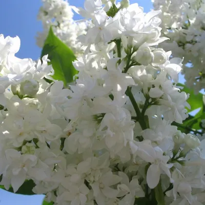 Obrázok produktu pre Vojvodský orgován  - Syringa vulgaris 'Madame Lemoine'  | 60-80 cm v kontajneri