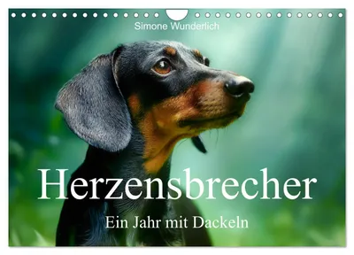 Produktbild von Herzensbrecher - Ein Jahr mit Dackeln (Wandkalender 2027 DIN A4 quer), CALVENDO Monatskalender