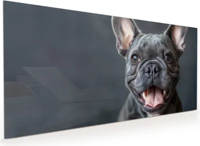 Produktbild von Küchenrückwand Spritzschutz Glas mit Motiv Lachender Hund 40 x 40 cm