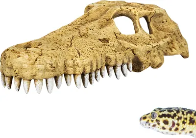 Produktbild von Repti-Zoo Krokodilschädel S - Krokodilschädel
