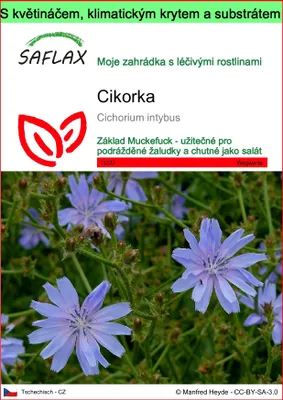 Obrázek produktu pro SAFLAX Garden to go - cikorka - Cichorium intybus - 250 Semena - S květináčem, klimatickou poklicí a pěstebním substrátem