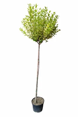 Produktbild von Goldliguster Hochstamm ‘Aureum’ – Ligustrum ovalifolium Stamm winterhart – 170–180 cm – Goldliguster Stämmchen