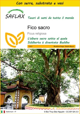 Immagine prodotto di SAFLAX Insieme di coltivazione - Fico sacro - 100 semi - Ficus