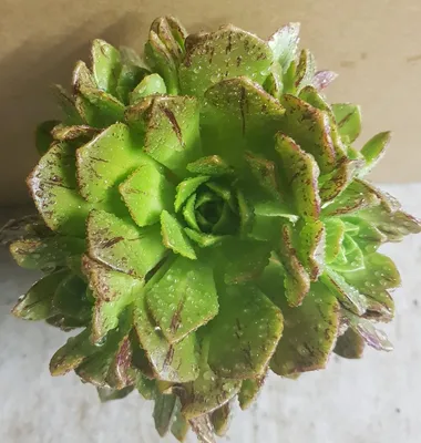 Image de Aeonium haworthii (De semis) / Aéonium haworthii