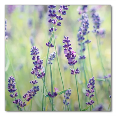 Produktbild von Wallario selbstklebende Möbelfolie/ Tischdecke für Innen und Außen, Größe: 90 x 90 cm - Lila Blumenfreude - Violette Pflanzen auf der Wiese