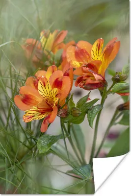 Produktbild von MuchoWow® Poster Nahaufnahme einer Alstroemeria zwischen Ziergräsern 80x120 cm - Papierdruck