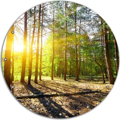 Produktbild von Wallario rundes Outdoor-Poster für Garten oder Balkon, Motiv Sonnenstrahlen tief hinter dem Wald, 90 cm Durchmesser