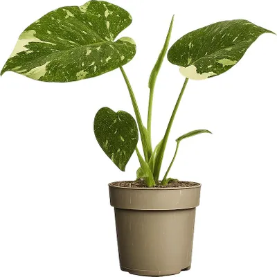 A potted plant with variegated leaves against a white background.