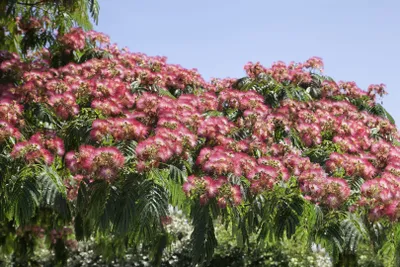 Produktbild von Albizia julibrissin 'Ombrella', Seidenbaum, 40–60 cm
