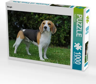 Produktbild von CALVENDO Puzzle Beagle | 1000 Teile Lege-Größe 64x48cm Foto-Puzzle für glückliche Stunden