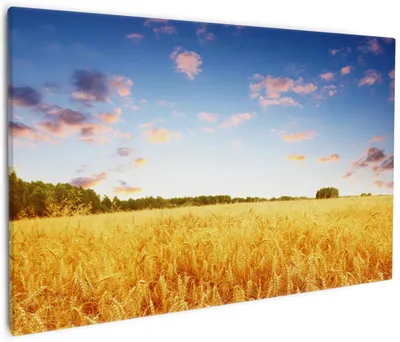 Produktbild von Wallario Premium Leinwandbild Weizenfeld unter blauem Himmel in Größe 60 x 90 cm