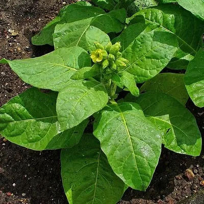 Produktbild von Bauern-Tabak (Nicotiana rustica) - 100 Samen