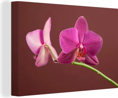 Zdjęcie produktu dla OneMillionCanvasses® - Obrazy na płótnie - 140x90 cm, Kwiaty - Orchidee - Różowy, Dekoracja ścienna - Zdjęcie na płótnie - Obraz na drewnianej ramie
