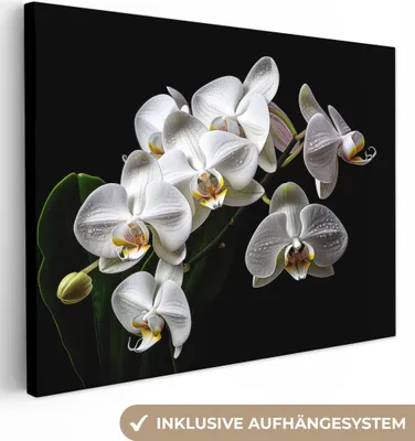 Produktbild von MuchoWow® - Leinwandbilder - Orchidee - Blumen - Weiß - Natur - Schwarz, Wandbild, Wanddeko Bilder Wohnzimmer, 80x60 cm