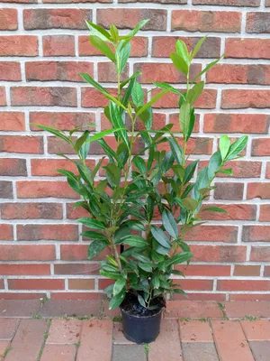 Produktbild von 10x Kirschlorbeer Caucasica 60–80 cm | Winterharte Heckenpflanzen | 3L Topf | Immergrüner Sichtschutz
