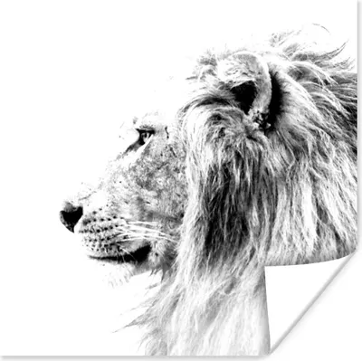 Produktbild von MuchoWow® Poster Löwe - Schwarz - Weiß - Tiere 100x100 cm - Babyzimmer
