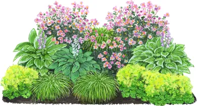 Produktbild von Dehner Bio Stauden-Set Schattengarten, 12 Pflanzen für schattige Standorte, mehrjährig, je 5-20 cm exkl. Pflanztopf, Ø Topf je 9 cm, grün / bunt