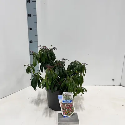 Produktbild von Pieris jap. ‘Katsura’ PBR - Schattenglöckchen | 20-25 cm im Topf
