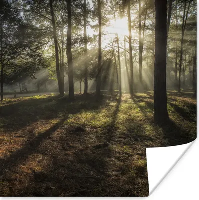 Produktbild von MuchoWow® Poster Wald - Sonne - Nebel 50x50 cm - Wohnzimmerdekoration