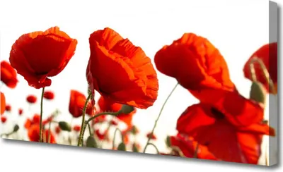 Produktbild von Tulup Leinwand-Bilder 125x50 Wandbild Canvas Kunstdruck Mohnblumen Pflanzen
