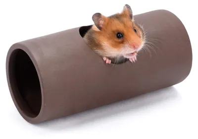 Productafbeelding van Hamstertunnel hamster tunnel - Keramiek - Klein - 14,5 cm - Voor dwerghamsters en muizen