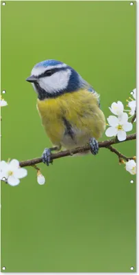 Produktbild von MuchoWow® 80x160 cm Outdoor-Poster Gartendeko Sichtschutz Garten Poster für den Garten  Blaumeise - Zweig - Blumen - Blühende Zweige - Vogel