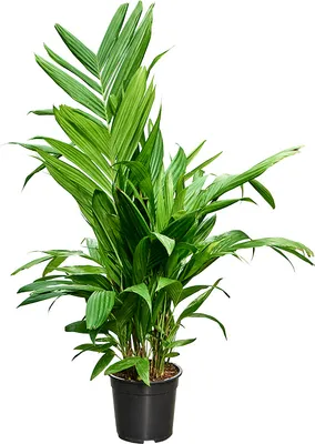 Obrázok produktu pre Nieuwkoop Europe BV Areca triandra, priemer 21 cm