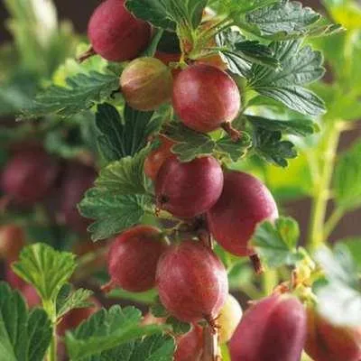 Zdjęcie produktu dla Ribes u.-c. 'Hinnonmaki Röd' - Agrest Hinnonmäki czerwony | 25 cm w doniczce