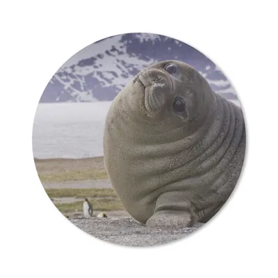 Produktbild von MuchoWow® Mauspad Mousepad Robben - Lustig - Kinder - Jungen - Mädchen - Kinder 50x50 cm - Mousepads - Maus Mat - Pad - Mausunterlage - Vinyl