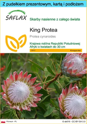 Zdjęcie produktu dla SAFLAX - Zestaw prezentowy - King Protea - 5 Nasiona - Z pudełkiem upominkowym, etykietą wysyłkową, kartą podarunkową i podłożem uprawowym - Protea cynaroides