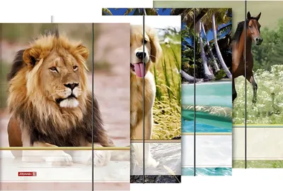 Produktbild von BRUNNEN Sammelmappe A4 Tiere Gummizug 1047084