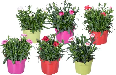 Produktbild von Bloomique - 6er-Mix - Dianthus - Nelken - Farb-Mix - Gartenpflanzen - 15-20 cm Hoch - Topf 10,5 cm