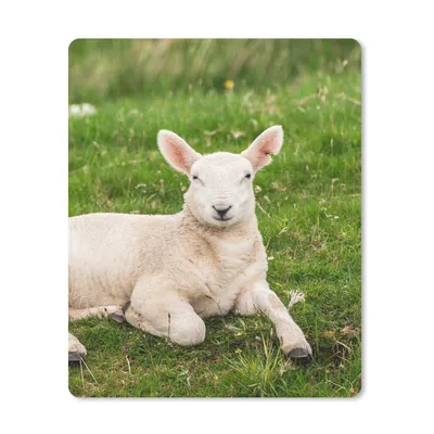 Produktbild von MuchoWow® Mauspad Mousepad Schafe - Tiere - Lamm 30x40 cm - Mousepads - Maus Mat - Pad - Mausunterlage - Mausmatten