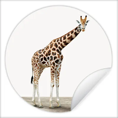 Produktbild von MuchoWow® Runde Wandtattoo - Wandsticker Tapete Aufkleber Giraffe - Tiere - Weißer Hintergrund - Kinder - Junge - Mädchen Ø 50 cm Selbstklebend und Repositionierbar - Wandaufkleber - Kreis - Wand Kreis - Wand Bild - Foto Tapete - Selbstklebende - Wohnzimmerdekoration - Wand Dekoration - Kinderzimmer