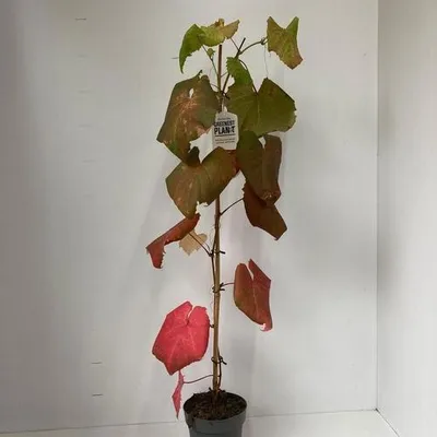 Obrázok produktu pre Vitis coignetiae – šarlátové víno | 70 cm v črepníku