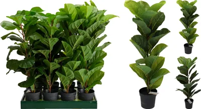 Produktbild von Künstlicher Ficus im schwarzen Topf - realistisch und pflegeleicht