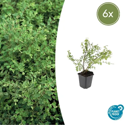 Zdjęcie produktu dla Symphoricarpos chenaultii 'Hancock' | 6 sztuk - 10-25cm - Ø9cm - Roślina ogrodowa