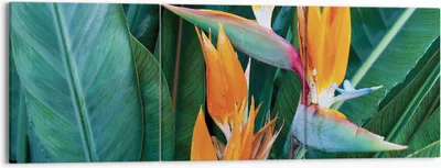 Produktbild von Bild auf Leinwand - Leinwandbild - 3 Teile - Himmlisch Vogel Blume - 150x50cm - Wand Bild - Wanddeko - Wandbilder - Leinwanddruck - Bilder - Wanddekoration - Leinwand bilder - Wandbild - CA150x50-4980