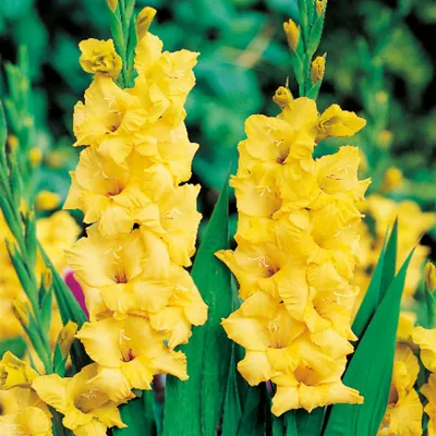 Obrázok produktu pre Gladiolus Žltý Gladiolus 5 ks cibule Gladiolus