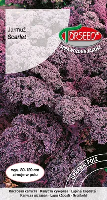 Produktbild von Grünkohl Scarlet 1g Samen - Torseed