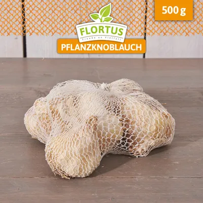Artikelbild 5 von 'Winterpflanzknoblauch Rustisem' aus der Kategorie Pflanzknoblauch