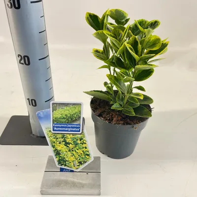 Image de Euonymus jap. 'Aureomarginatus' - fusain | 15-20 cm en pot