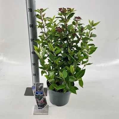 Produktbild von Viburnum tinus Spirit ('Anvi'PBR) - Lorbeer-Schneeball | 50-60 cm im Topf