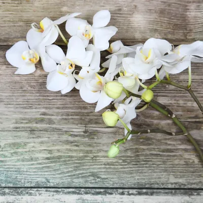 Image de Tableau sur verre orchidée 30x30 cm, Tableau mural moderne pour décoration intérieure