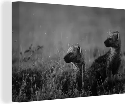 Produktbild von OneMillionCanvasses® - Leinwandbilder - 150x100 cm, Junge Hyänen in der Savanne - schwarz und weiß, Wandbilder Kunstdruck Wanddekoration