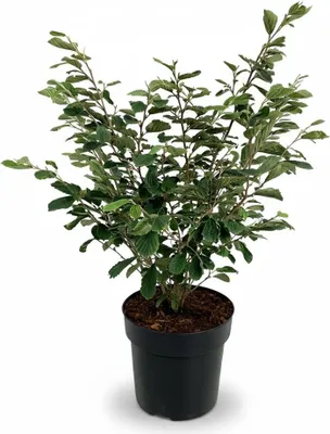 Produktbild von Hamamelis intermedia 'Arnold Promise', Zaubernuss, gelb, 60–80 cm